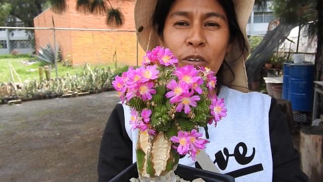 Floración de Aztekium valdezii смотреть онлайн