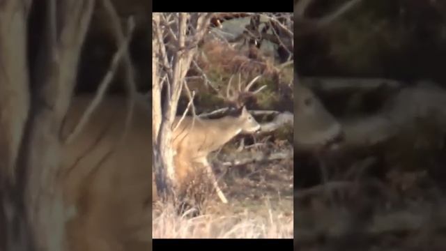 Whitetail Hunting - How to shoot a Big Buck #shorts #hunting #bucks #deer смотреть онлайн