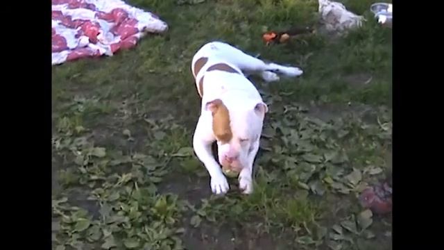SIERRA - ID #A1364556 **EMERGENCY ~ RED ALERT ~ FINAL MOMENTS**