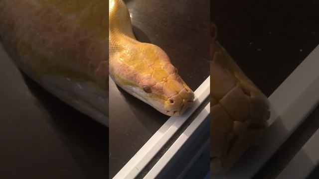 Спокоен как удав смотреть онлайн