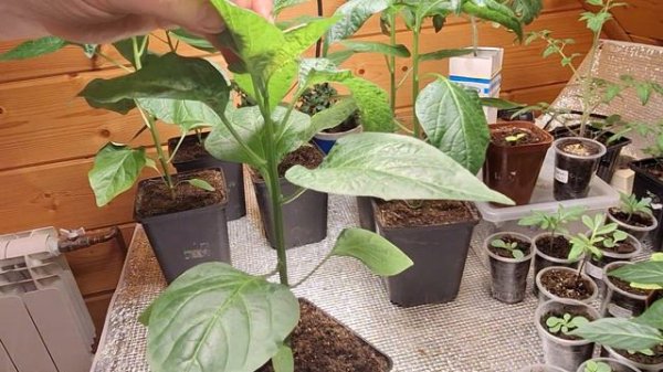 Прищипка высокорослых перцев.