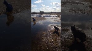 Анна Герман Весна