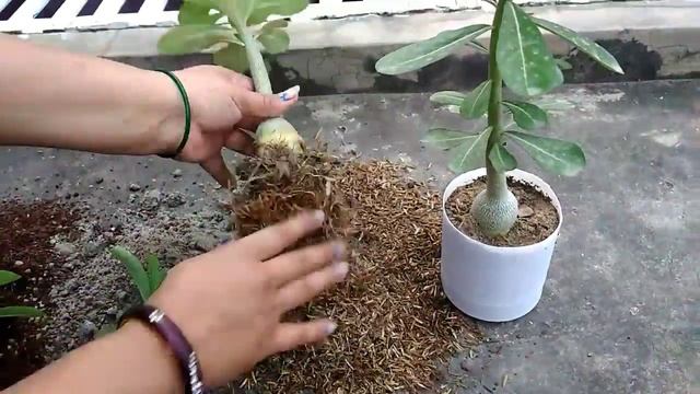 All about Adenium Plants soil mix / Best soil mix for Adenium Plants/ Adenium soil mix смотреть онлайн