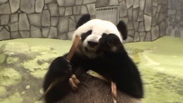 Диндин Полдник #панда #зоопарк #Panda #панда #Зоопарк #Москва #zoo #Moscow смотреть онлайн