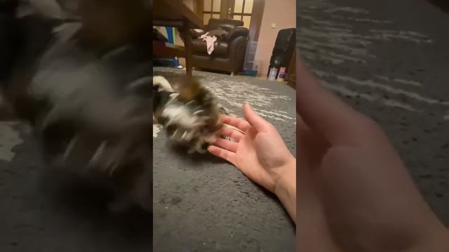 мини щенок бивер йорк купить продажа москва питомник смотреть онлайн