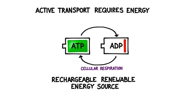 Active Vs. Passive Transport: Compare And Contrast