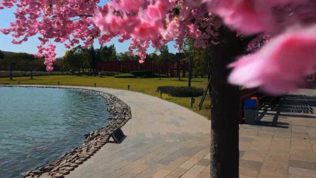 DJI Osmo Pocket 3 Cinematic Video: Flowers