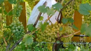 Виноград сорта Алешенькин.