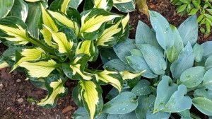 Хосты в саду. Июль, 2023г.