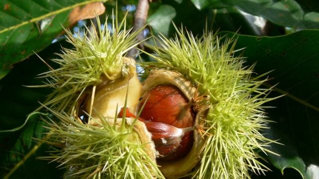 Как Выращивать Съедобный Каштан из Плода Дома смотреть онлайн