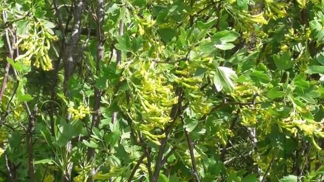 Ягода вкусная, цветёт красиво, почти не требует ухода - ЗОЛОТИСТАЯ СМОРОДИНА! Не путайте с йоштой! смотреть онлайн