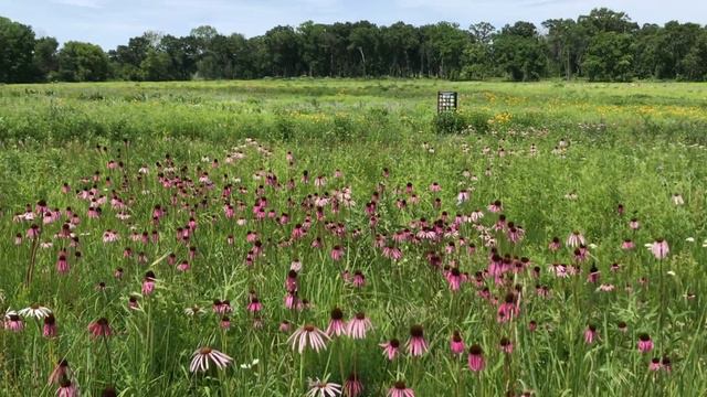 Chasing butterflies around the pale purple coneflowers смотреть онлайн
