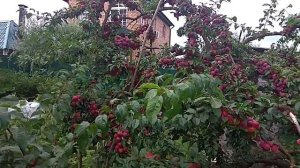 ???Огромный урожай Алычи с одного дерева (алыча, диплоидная слива.)