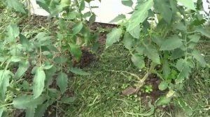 Мульчируем томаты! Удобряем Байкалом!