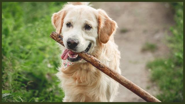 How Much Does A GOLDEN RETRIEVER Cost? смотреть онлайн