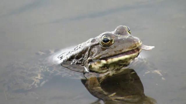 Как лягушка ротана съела смотреть онлайн