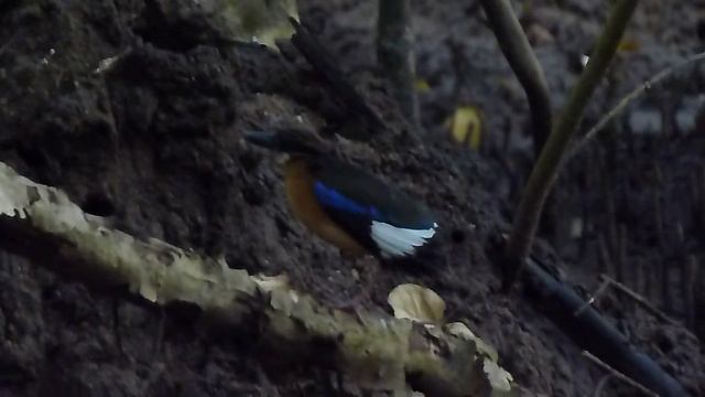 Mangrove Pitta Drying Off
