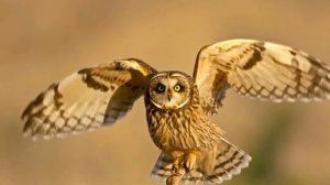 Красная книга Беларуси | 12+