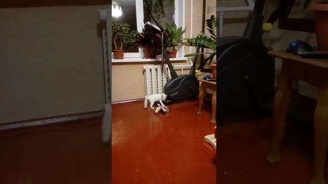 Наш котенок играет с бантиком смотреть онлайн