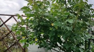 Еще раз о септориозе на розах.  Кордесовская пятристость.