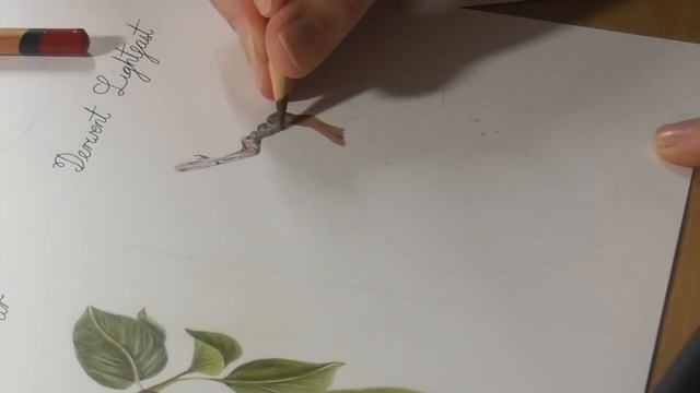 Derwent Lightfast, Artists, Coloursoft & Procolour Comparison смотреть онлайн