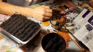 Петуния Ампельная.? Сею семенами на рассаду. как правильно когда сажать ампельную петунию сеять