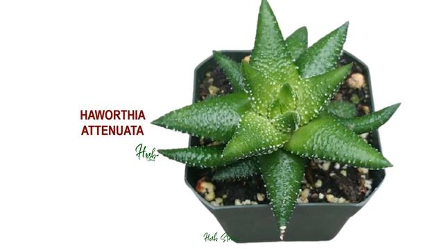 58 HAWORTHIA SPECIES | HERB STORIES смотреть онлайн