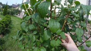 Летняя обрезка жасмина