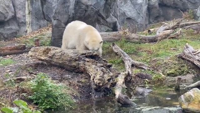 Зоопарк Вена 2022 смотреть онлайн