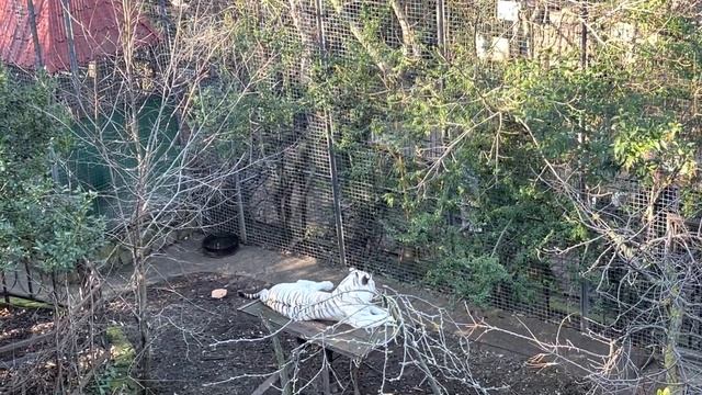 Вот это погода и в горах совсем НЕТ СНЕГА! смотреть онлайн