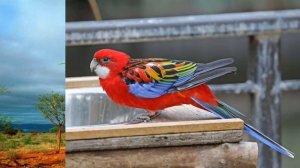 Как размножаются попугаи Розелла