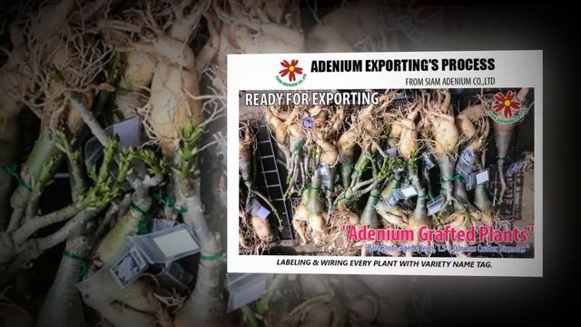Adenium Nursery & Exporting смотреть онлайн