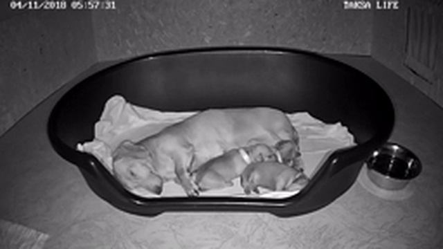 Я Такса смотреть онлайн