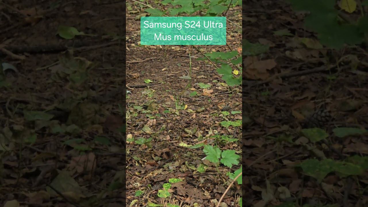 Samsung S24 Ultra / Mus musculus #2024 #лето смотреть онлайн