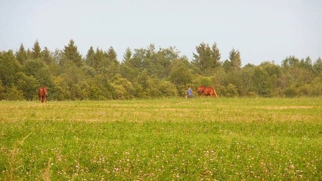 Лошади пасутся на поле смотреть онлайн