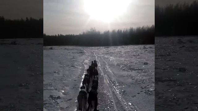 Поездка на аляскиских хаски смотреть онлайн