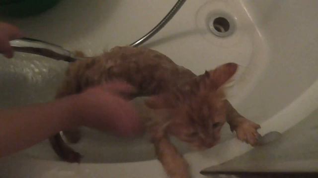 * КУПАЕМ КОТЕНКА * смотреть онлайн