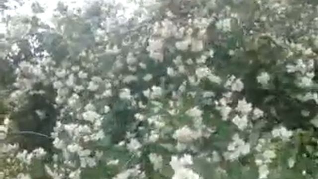 Огромный куст жасмина смотреть онлайн