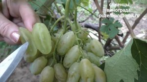 Виноград Диксон селекции Бурдак А.В. участок Пузенко Натальи Лариасовны