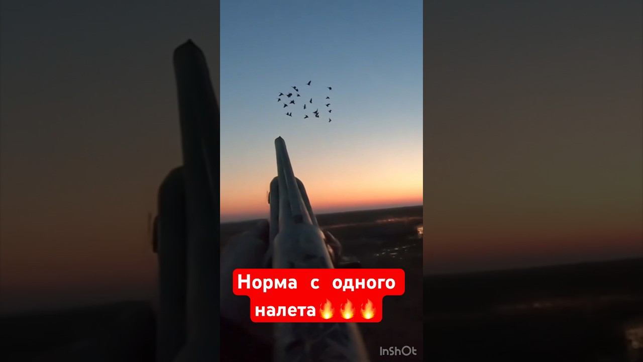 ВЫБИЛ 3 ГУСЯ С НАЛЁТА#охота #охотанагуся #весенняяохота #охотавидео #shorts смотреть онлайн