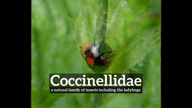How Does Coccinellidae Look? | What is Coccinellidae? | How to Say Coccinellidae in English? смотреть онлайн