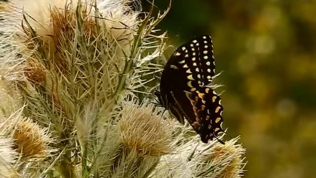 Palamedes Swallowtail Slo-Mo video at Pumpkin Hill Preserve смотреть онлайн