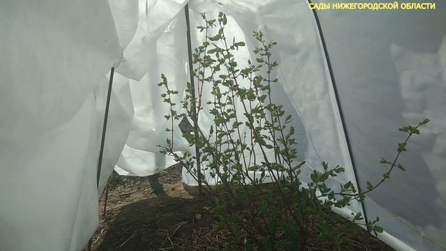 Жимолость после ранних весенних морозов. смотреть онлайн