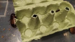 Дом мадагаскарских тараканов, быстрый инсектарий, что нужно