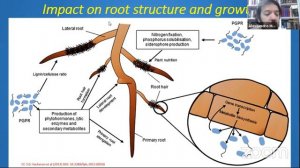 La microbiologia del suolo - ScienzaFestival #9
