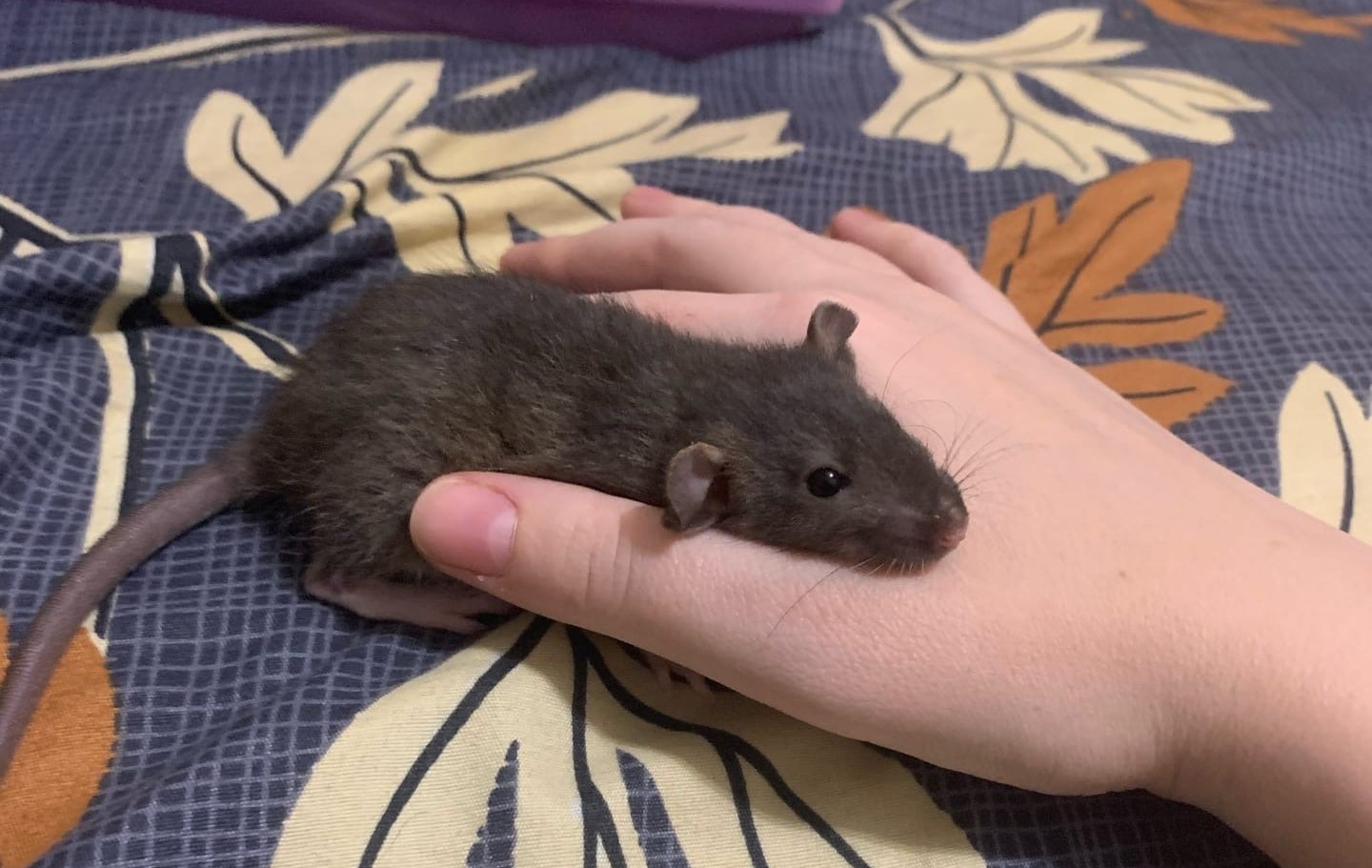 КОРМЛЮ ХОМЯКОВ И КРЫС ЛИСТЬЯМИ САЛАТА смотреть онлайн