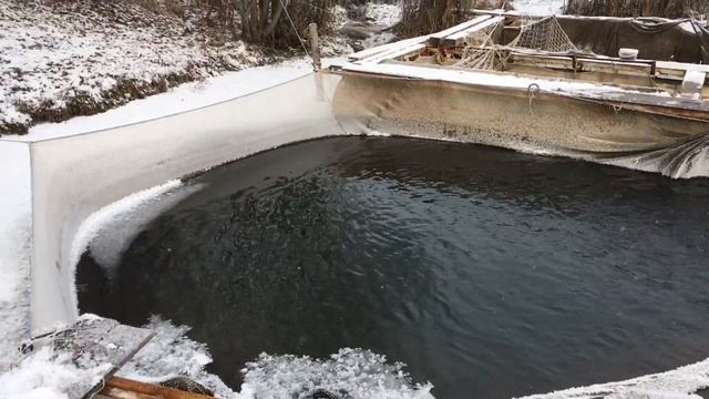 Садки , выращивание рыбы в пруду. Зимовка. смотреть онлайн