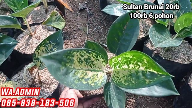 OBRAL AGLONEMA MURAH TANIAN SENDIRI | COCOK BUAT PEMULA | смотреть онлайн