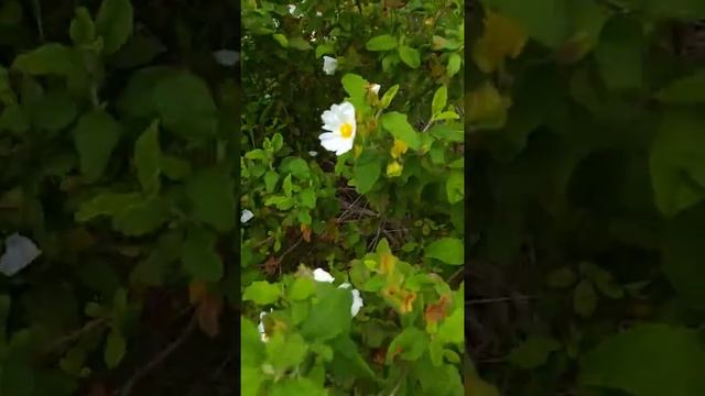 לוטם מרווני Cistus salviifolius Ладанник шалфеелистный смотреть онлайн
