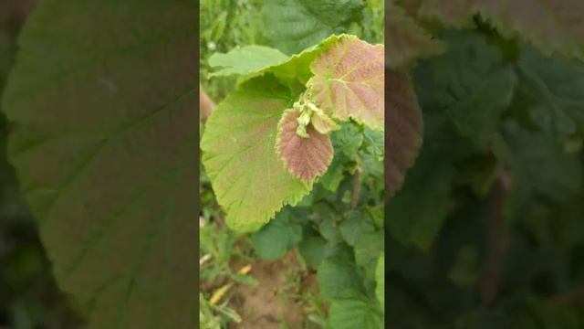 Самые слабые кусты фундука после обработки Кубом смотреть онлайн